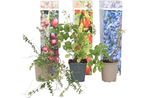 Plant in a Box - Superfruit - Mezcla de 6 - Frutales - Lycium barbarum, vaccinium corymbosum, vaccinium macrocarpon - Maceta 9cm - Altura 25-40cm