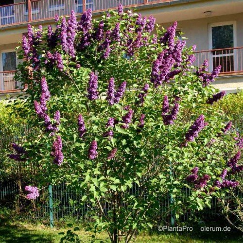 Flieder, Syringa vulgaris ‚Andenken an Ludwig Späth‘ - 2