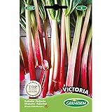 Germisem Rhabarber VICTORIA, mehrfarbig, EC5028