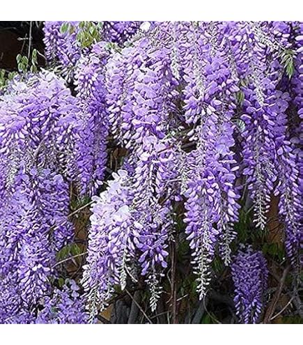 Glycine Wisteria Floribunda 'Prolific' – Plante Grimpante Fleurs Bleues Violettes Abondantes, Pot 11 Cm, Hauteur 40 Cm