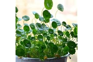 Haloppe 50 Unids Dichondra Pistia Plantas Semillas para la Plantación de Jardín en Casa, Dichondra Pistia Semillas Jardín Estanque Planta Piscina Acuario Tanque Decoración Semillas de Dichondra