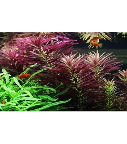 Zoomeister - 5 Bund KRIECHENDE LUDWIGIE (LUDWIGIA REPENS) : Amazon.de:  Haustier