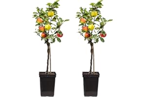 Plant in a Box - Melo Trio - 3 varietà di mele su un albero - set di 2 - Malus Elstar, Malus Jonagored, Malus Golden Delicious - albero da frutto - Vaso 17cm - Altezza 60-70cm
