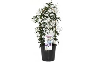 DECOALIVE Jazmín Chino: Planta de Exterior Natural Aromática y Trepadora