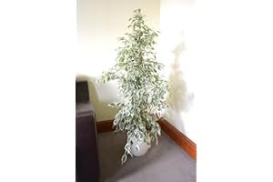 GARDEN MARKET PLACE Planta de interior - Planta para la casa o la oficina - Ficus benjamina Variegata - 80 cm de alto - AHORA CON DESCUENTO