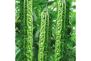 HUA XIAN ZI Mara Long Variety - (OP) - Momordica charantia - Semi non OGM (Bianco)