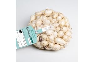 DEBAERE Snowball (blanc) Bulbes d'Oignons a repiquer 500gr