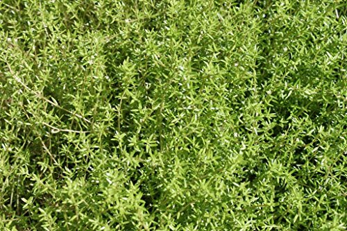 Wasserpflanzen Wolff - Crassula recurva - Nadelkraut,weiß