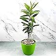All Spice Plant Sarva Sugandhi Plant Wondering plant combined the flavour of Cinnamon, Nutmeg and Clove Plant Live Healty Plant "Kerala Variety" (Pack of 1)