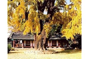 Tree Seeds Online - Gingko Biloba. 8 Fresh Non-Dormant Seeds - 1 Packs