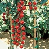 SEMILLAS germinación alta SOLAMENTE NO PLANTAS: Mil dulce híbrido de tomate 20 Semilla