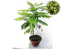 FLOWER FIELD STORY 10Stücke Neem Samen Azadirachta Saat GVO freier Garten Samen selten Spezies Kann den Innenraum dekorieren