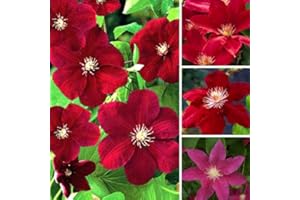 GARDENERSDREAM 1 X CLEMATIS DUNKELROT GEFÄRBTE GROSSBLÜHENDE KLETTERPFLANZE HARDY IM TOPF
