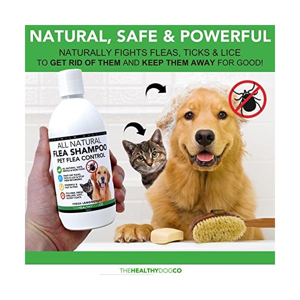 All Natural Flea Shampoo for Dogs & Cats The Healthy Dog Co Tick