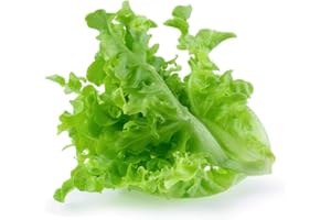 HUA XIAN ZI Varietà contenenti più verdure e semi di vaniglia creano un giardino lussuoso, 100% non OGM (lattuga da giardino verde)