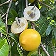 M-Tech Gardens Rare Brazilian Abiu Fruit Plant (Sweet Nipple Abiu, Hybrid) Pouteria caimito Exotic 1 Live Fruit Seedling Plant