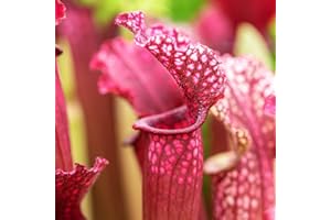 YouGarden Trumpet Pitcher Plant, Indoor Plant, Sarracenia stevensii, Established Houseplant in 9cm Pot, Ready to Display Indoor Plant for Home and Office