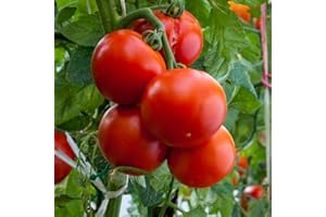 Tomato 'Crimson Crush' F1 Seeds - Blight-Resistant Hybrid for Extended Harvest - Large Salad Variety - Ideal for Outdoor and Greenhouse Cultivation - 1x Seed Packet by Thompson & Morgan