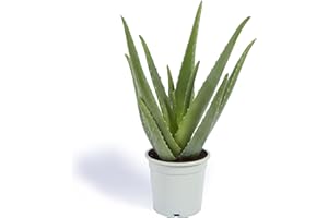 Cool Green - Plantas Naturales - Aloe Vera o Sábila