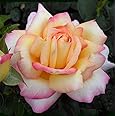 Carbeth Plants Rose Bush Peace - 1 Rose Plant in 3L Pot - Potted Roses Plants Outdoor Garden Ready to Plant Flowers - Ideal Flowers for Garden Growing in Bed, Borders and Patio Pots