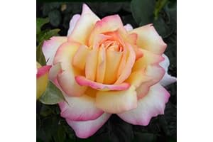Carbeth Plants Rose Bush Peace - 1 Rose Plant in 3L Pot - Potted Roses Plants Outdoor Garden Ready to Plant Flowers - Ideal Flowers for Garden Growing in Bed, Borders and Patio Pots