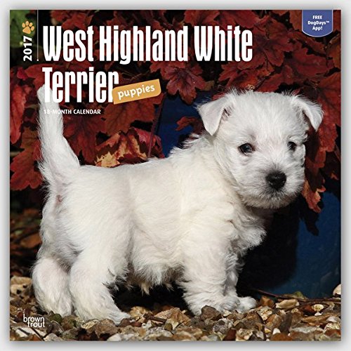 West Highland White Terrier Puppies - Westy-Welpen 2017 - 18-Monatskalender mit freier DogDays-App: Original BrownTrout-Kalender [Mehrsprachig] [Kalender] (Wall-Kalender)