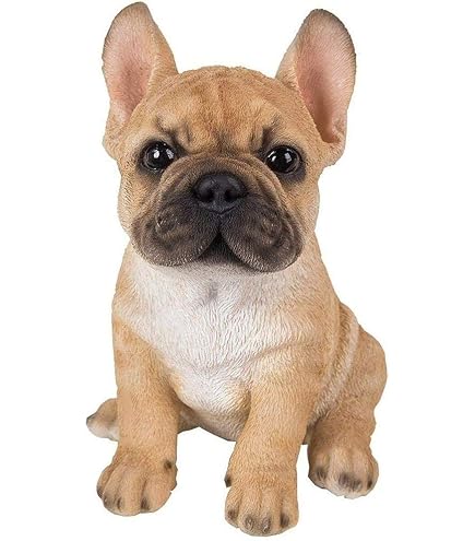 Bouledogue Francese Bianco E Bringee (Caille): un concentrato di