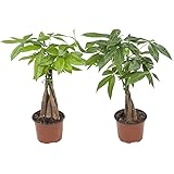 Zimmerpflanzen von Botanicly – 2 × Glückskastanie – Höhe: 35 cm – Pachira aquatica