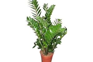 GARDEN MARKET PLACE Plantas de interior - Para la casa o la oficina - Zamioculcas zamiifolia de 60cms alto - Conocida como como 'Zamioculca'.