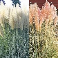 Pampasgras Kombination rosa und weiß - 2 pflanzen