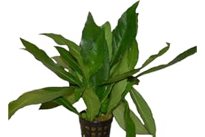 AQUARIUMPFLANZEN.NET Wasserpflanze Justicia gendarossa-Grünes Cichlidenkraut, Aquarienpflanzen