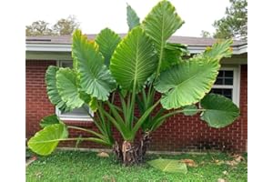 CETECHONDRA Nouveau frais 20 pcs Alocasia Macrorrhiza graines de plantes