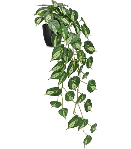 Ikea FEJKA Knstliche Topfpflanze 12cm In/Outdoor Monstera : Amazon.de:  Kche, Haushalt & Wohnen