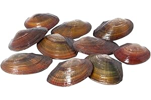 TEICH SCHNECKEN & MUSCHELN Teichmuschel für den Gartenteich + 1 x NH ToxEx Ball - schwebe Algen vernichter/Algenkiller/Biofilter für Teich, Menge:10 STK.