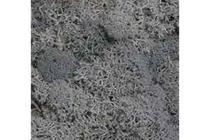 BIOTOPE AQUATICS LTD Reindeer Moss - Preserved for Air Plant Decor, Tillandsia Craft, Flower Arranging, House Airplant (Grey (Silver))