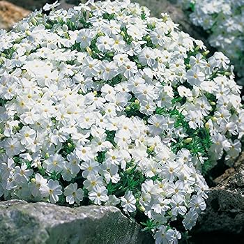 Polsterphlox 'McDaniel's Cushion' – Winterharter Bodendecker Mit Pinken Blüten, Für Steingarten & Beet, Im 9x9 Cm Topf