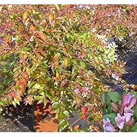 Abelia Edward Goucher - chinesische Abelie Edward Goucher