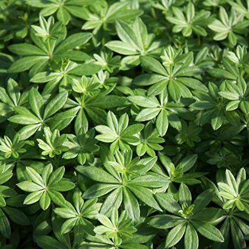 Waldmeister 3er Set , 12 cm Topf - 3