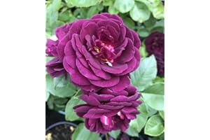 GENERIC Deep Purple to Plum 3 Litre Pot Potted Hybrid Tea/Floribunda Garden Bush Rose Plant- Gift Roses