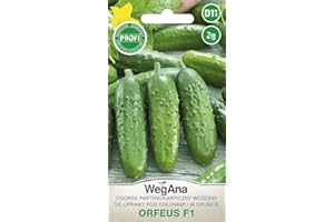 WegAna Pepino Orfeus F1 2g Semillas Frutos Cilíndricos Semillas de Hortalizas Robustas Semillas de Cultivo para Invernadero