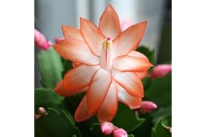 PERFECT PLANTS Christmas Cactus Orange Indoor House Plant in a 13cm Pot - Perfect Plant for Christmas