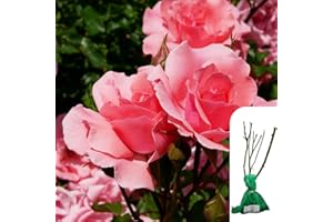 HARRINGTONS ROSES 1 x Rosa Congratulations Hybrid Tea Rose – Bright Pink, Fragrant, Bare-Root Bush – Elegant Garden Rose, Height 175cm, Ideal for Borders & Cut Flowers