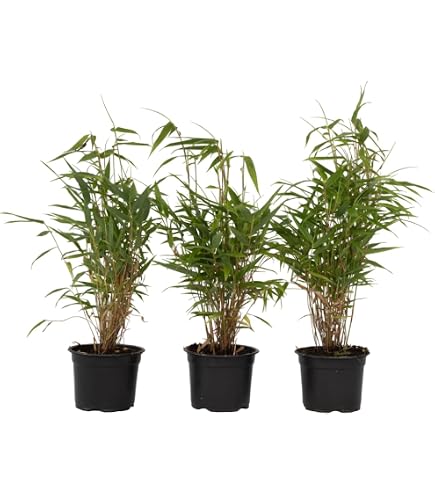 Bambus China Rohrgras Fargesia murielae Simba 40-60 cm hoch im 3 Liter  Pflanzcontainer : Amazon.de: Garten