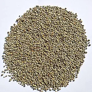 Wing's Pearl Millet (Bajra) Seeds Bird Food | 2 kg for Doves, Sparrows, Canaries, Pigeons, Finches, Waxbills, Budgies, Lovebirds, Cockatiels, 2 kg Economic Pack