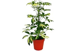 Exotenherz - Aralie rayonnante - Schefflera - Feuilles blanches et multicolores - Purificateur d'air - Pot de 12 cm