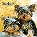 Produktbild Yorkshire Terrier Puppies 2019 Calendar