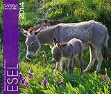 Esel 2014 Kalender - 46x39 cm by 