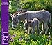 Esel 2014 Kalender - 46x39 cm by 