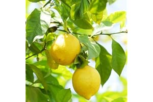 BRKENT 100 Piezas Semillas Resistentes De Limonero, Árboles Frutales Enanos Regalo De Jardín De Hierbas Limonero - Limón - Regalos Sostenibles Para Mujeres Árboles Frutales Pilares Plantas Resisten