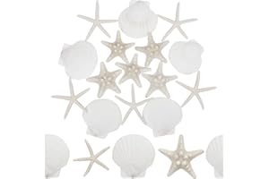 Songjum 15PCS Scallop Shells Natural Seashell White Scallop Shells Large Seashells for Crafts Wedding Decor Beach Theme Party Fish Tank Vase Filler